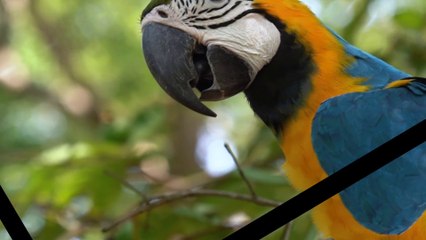 AMAZING COLOUR FULL  BIRDS PARROT.