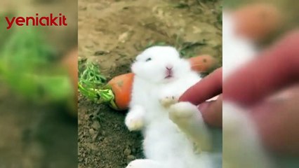 Havucu yiyip yiyip şekerleme yaptı! Sevimli tavşanın görüntüleri izlenme rekoru kırdı