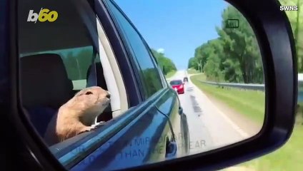 Aww! This Is Doug the Prairie Dog Who Has Probably Traveled More Than You
