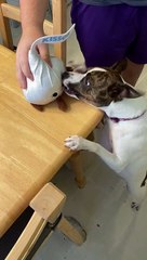 Princess gets a Giant Hersheys Kiss