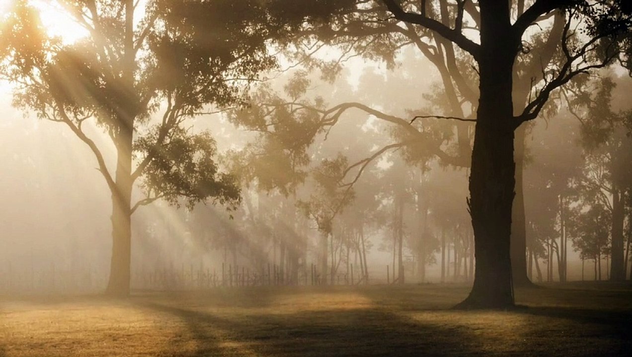 Sunrise - 83880