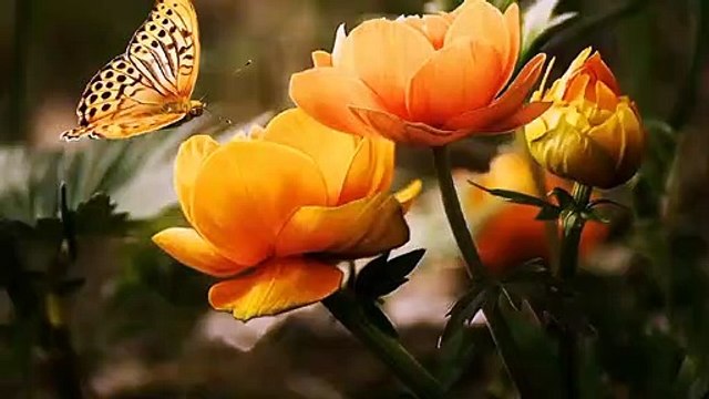 Sahih Bukhari Hadees No.16 _ Hadees Nabvi in Urdu _ Bukhari Hadees _ Bukhari Shareef in Urdu