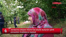 Jandarma ekipleri şehit annesinin fındıklarını topladı