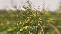 Niğde haberleri... Niğde'de dolu yağışı elmalara zarar verdi