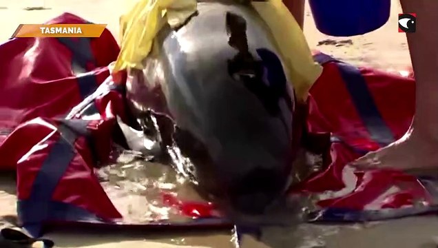 Encontraron a más de 200 ballenas varadas en la costa y la mitad podrían estar muertas