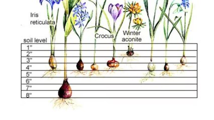How and When to Plant Spring Bulbs, Plus 13 Favorites to Grow