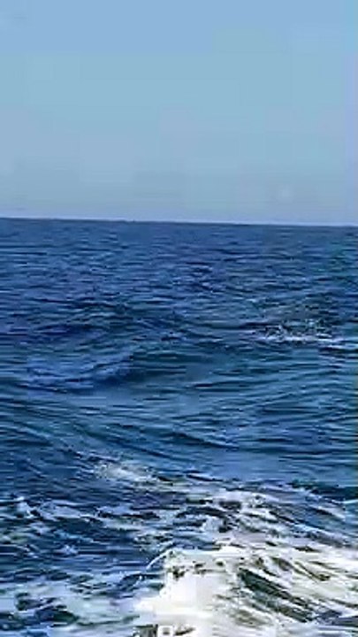 Delfini al largo della Sicilia