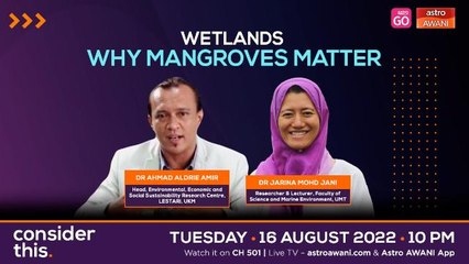 Consider This: Wetlands (Part 1) - Why Mangroves Matter