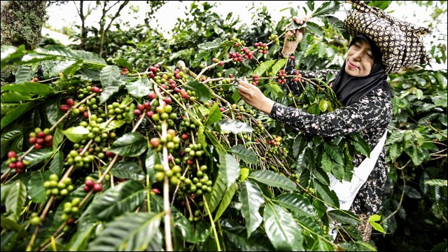 ¡Preocupación! Campesinos denuncian extorsión de grupos ilegales tras la cosecha de café