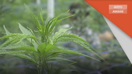 Perubatan | Malaysia mahu 'belajar' guna ganja daripada Thailand