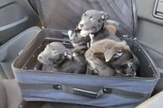 Four Puppies Found on the Side of the Road in a Zipped Suitcase Saved by 'Good Samaritans'