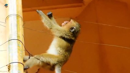 حيوانات تصعق بالكهرباء _ لا أنصح ضعاف القلوب