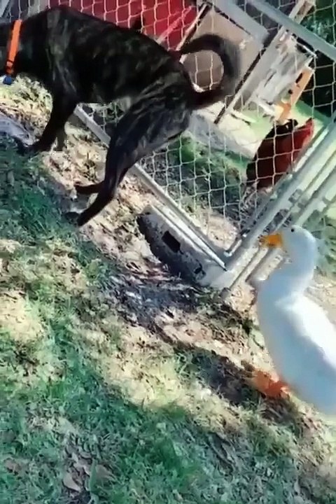 Funniest Cats and Dogs