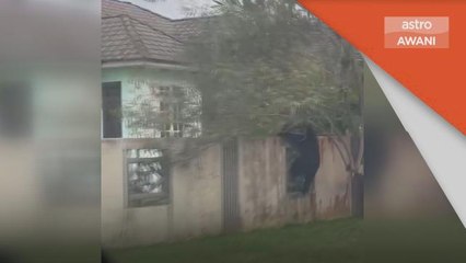Ancaman Haiwan | Kelibat beruang matahari bimbangkan penduduk