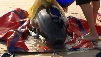 Rescue operation for mass whale stranding in Tasmania continues