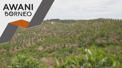 Sekuriti Makanan | Ladang buluh jadi sumber makanan dan ekonomi