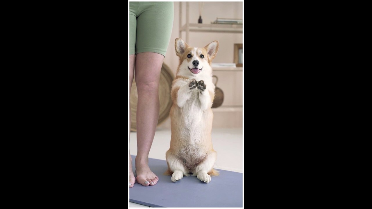 A Dog on Standing Position
