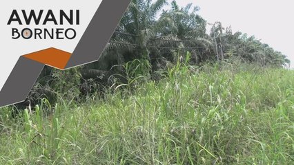 Rintihan Peneroka | Ladang Sawit luas, namun bayaran tidak sepadan