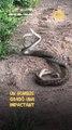 Dos serpientes fueron grabadas luchando en el jardín de un hogar