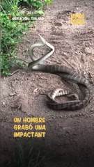 Dos serpientes fueron grabadas luchando en el jardín de un hogar