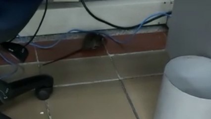 Indignante: ratas fueron grabadas en juzgados en Bogotá por malas condiciones de trabajo