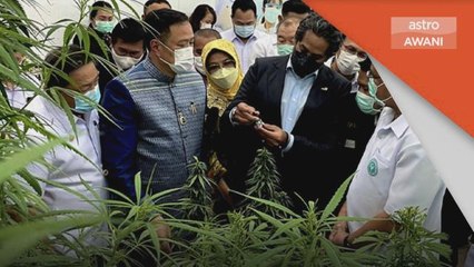 Perubatan Kanabis | Malaysia berminat belajar dari Thailand