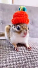 Call Me When You Want⚡Call Me When You Need #shorts #animals #tiktok