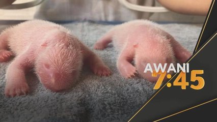 Panda Gergasi | Qin Qin lahirkan sepasang anak