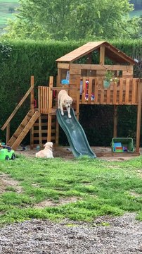Golden Retrievers Apprehensive About Slide