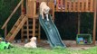 Golden Retrievers Apprehensive About Slide