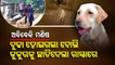 Heartbreaking: Owner abandons pet dog after its health deteriorated in Odisha's Cuttack
