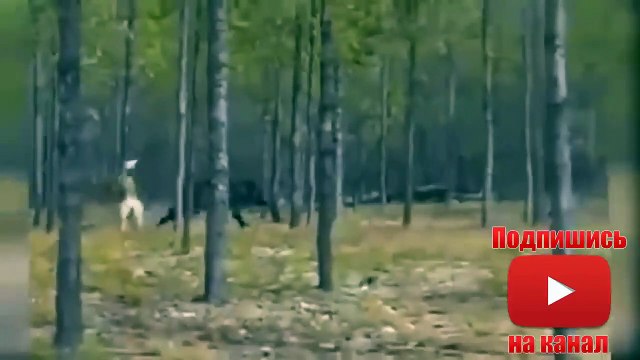 15 Реальных видео ВОЛК VS СОБАКА КТО КОГО- Охота на волка 2019