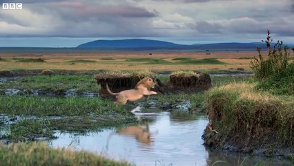 Hyena pack attacks lion - FULL CLIP - Dynasties