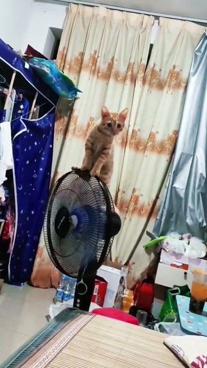 WATCH and TRY TO STOP LAUGHING Super FUNNY Animals VIDEOS Compilation.#animals #cat #dog #funny