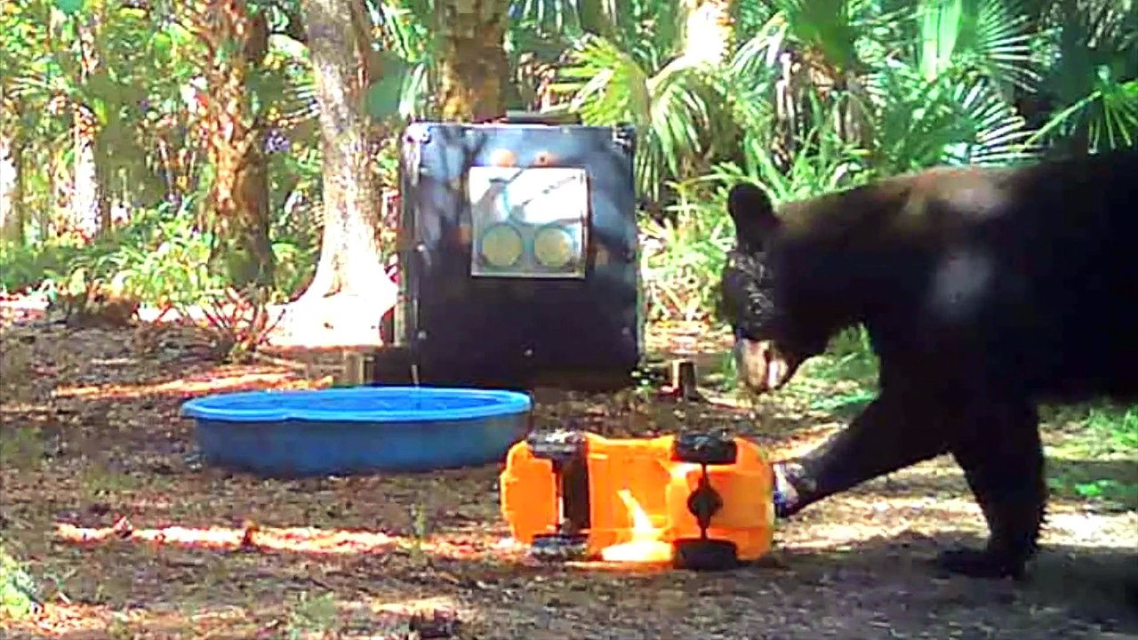 Mama Bear and Cub Find New Toy