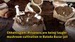 Chhattisgarh: Prisoners learn mushroom cultivation in Baloda Bazar jail