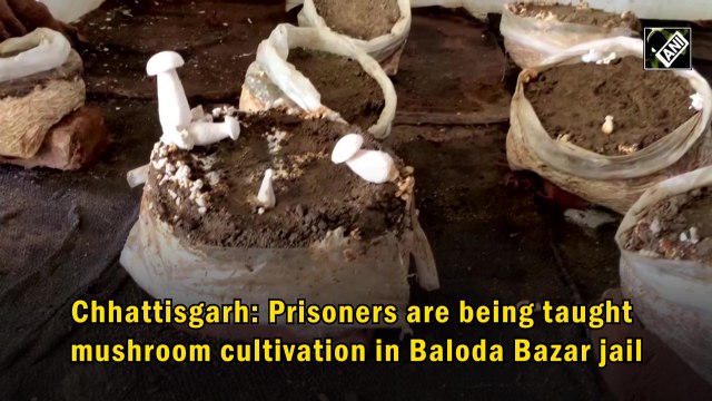 Chhattisgarh: Prisoners learn mushroom cultivation in Baloda Bazar jail
