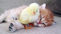 kitten sweetly sleep with chicken