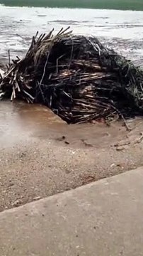 BS.MAKKU.FF#KhabyLame #respect_#khabylame_#viral#funny #viralvideo #respect #shorts #subscribefollow me please instagram.com/1572_sameer/ Hope you like it 1 Subscribe = Times My wait for end Khaby Lame #respect #khabyla