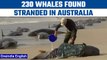 Australia: 230 pilot whales found stranded on a beach in Tasmania | Oneindia News *News