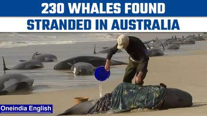 Download Video: Australia: 230 pilot whales found stranded on a beach in Tasmania | Oneindia News *News