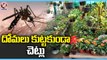 Plants To Control Mosquitoes | Mosquito Palnts | Hyderabad | V6 News