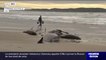 Australie: 230 cétacés s'échouent sur une plage de Tasmanie