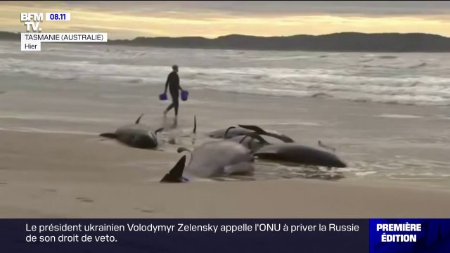 Australie: 230 cétacés s'échouent sur une plage de Tasmanie