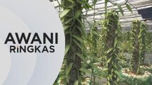 AWANI Ringkas: Ladang vanila pintar