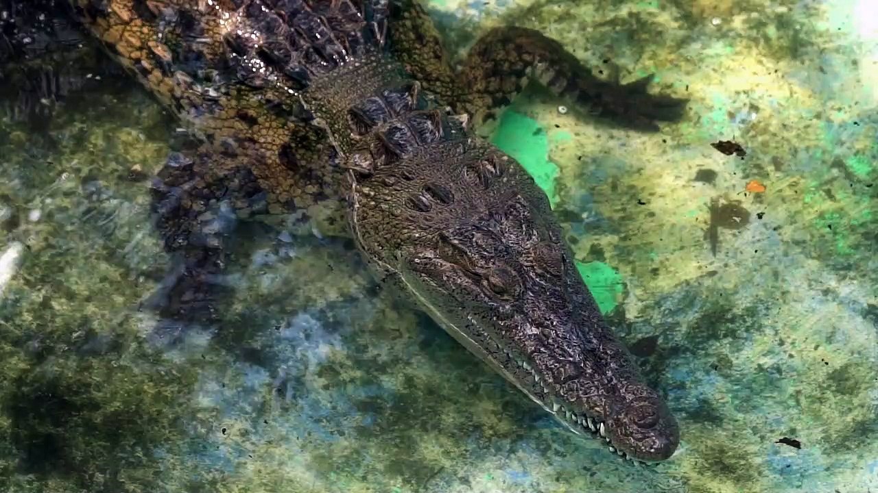 Most dangerous cocrodile