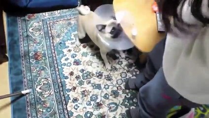 Dog Fanny video cute dog