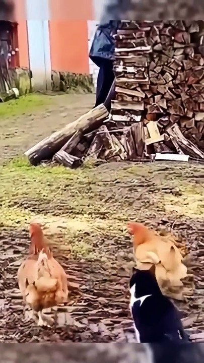 funny animal videos you haven't seen in life try not to laugh#shorts #animals ↩️↘️↘️➡️‍