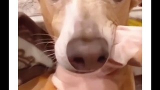 WATCH and TRY TO STOP LAUGHING.the best FUNNY Animals VIDEOS Of the 2022➡️☘️➡️
