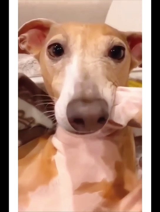 WATCH and TRY TO STOP LAUGHING.the best FUNNY Animals VIDEOS Of the 2022➡️☘️➡️